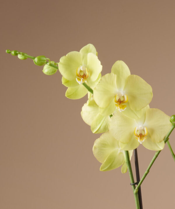 Phalaenopsis Anth. Ferrara Optistar Opti-flor 2 stems ΧΩΡΙΣ ΑΝΘΗ