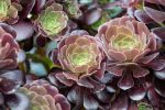 aeonium-arboreum-tree-aeonium-tree-992891