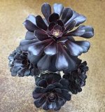 "Αιώνιο" Aeonium Arboreum Velours