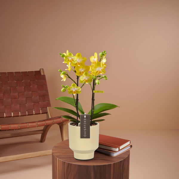 Phalaenopsis Anth. Ferrara Optistar Opti-flor 2 stems ΧΩΡΙΣ ΑΝΘΗ
