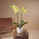 Phalaenopsis Anth. Ferrara Optistar Opti-flor 2 stems ΧΩΡΙΣ ΑΝΘΗ