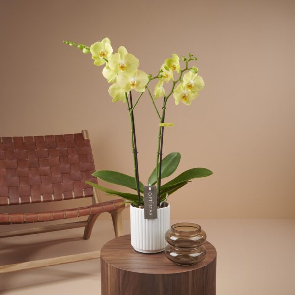 Phalaenopsis Anth. Ferrara Optistar Opti-flor 2 stems ΧΩΡΙΣ ΑΝΘΗ