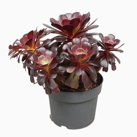 gr9ljmj3un28rvbv9gakbdo288i1n7gm9satesev_Preview480 Image