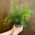 Asparagus Densiflorus Sprengeri