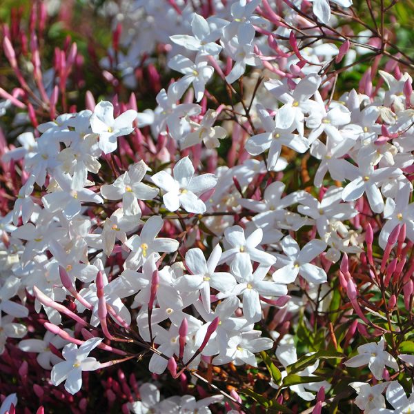 "&Gamma;&iota;&alpha;&sigma;&epsilon;&mu;ί &Pi;&omicron;&lambda;&upsilon;&alpha;&nu;&theta;έ&sigmaf;" Jasminum Polyanthum 300+ Bloemen &Alpha;&Rho;&Omega;&Mu;&Alpha;&Tau;&Iota;&Kappa;&Omicron;