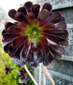 "Αιώνιο" Aeonium Arboreum Velours