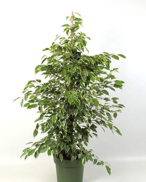 "Φίκος Μπέντζαμιν" Ficus Benjamina Golden King