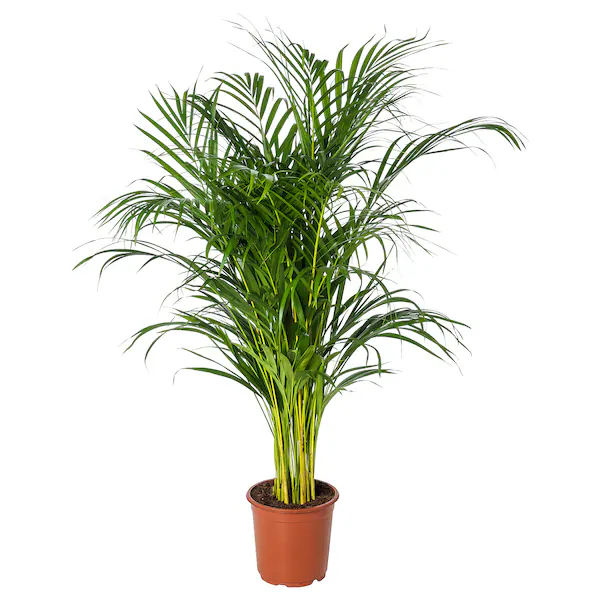 "Αρέκα" Dypsis Lutescens “Areca” XL