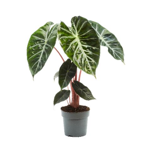Alocasia Pink Dragon