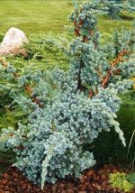 "Γιουνίπερο" Juniperus Chinensis Blue Alps on Stem