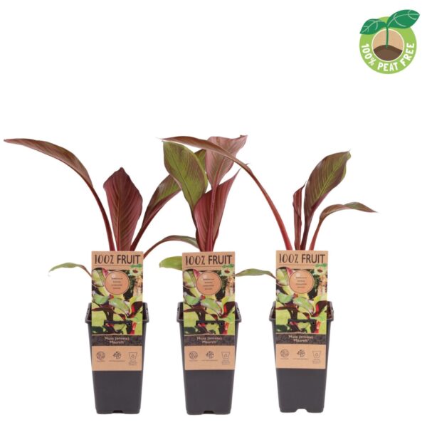 "Κόκκινη Μπανάνα" Musa Ensete "Maurelii" Red Banana