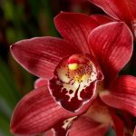 Cymbidium Red Beauty Roy 3+STEMS 'Exclusiva Orchidea'