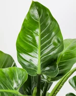 "Φιλόδεντρο" Philodendron Green Princess