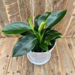 "Φιλόδεντρο" Philodendron Green Princess