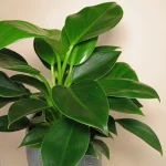 "Φιλόδεντρο" Philodendron Green Princess