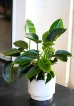 "Φιλόδεντρο" Philodendron Green Princess