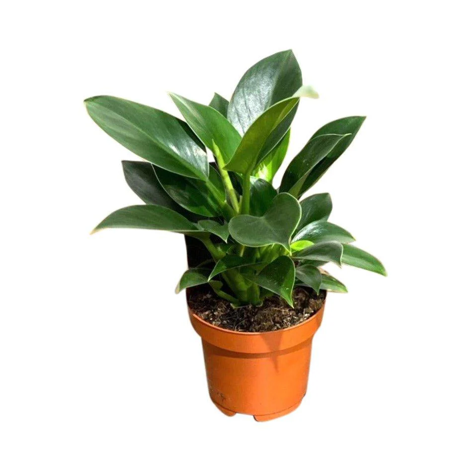philodendron-green-princess-or-12cm-pot-or-house-plant-philodendron-green-princess-or-12cm-pot-or-house-plant--4 Image