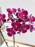 Phalaenopsis Limited Wild Night  ΑΠΑΝΘΙΣΜΕΝΗ