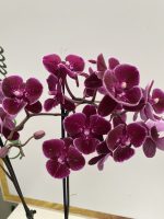 Phalaenopsis Limited Wild Night  ΑΠΑΝΘΙΣΜΕΝΗ