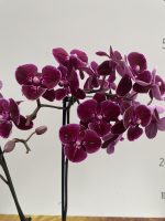 Phalaenopsis Limited Wild Night  ΑΠΑΝΘΙΣΜΕΝΗ