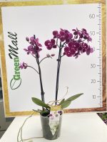 Phalaenopsis Limited Wild Night  ΑΠΑΝΘΙΣΜΕΝΗ