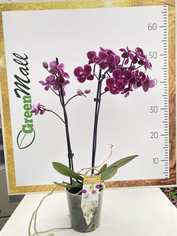 Phalaenopsis Limited Wild Night  ΑΠΑΝΘΙΣΜΕΝΗ
