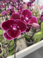 Phalaenopsis Limited Wild Night  ΑΠΑΝΘΙΣΜΕΝΗ