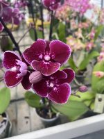 Phalaenopsis Limited Wild Night  ΑΠΑΝΘΙΣΜΕΝΗ