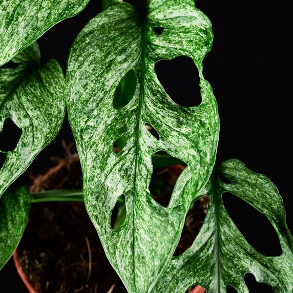 "Μονστέρα" Monstera Adansonii Mint XXL