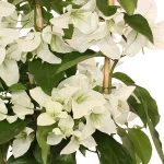 "Βουκαμβίλια" Bougainvillea Dania Bamboo PIRAMIDE colour White