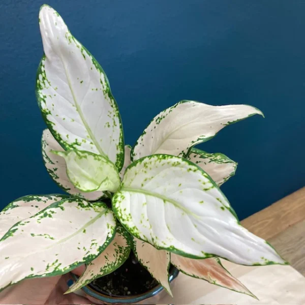 Aglaonema Vanilla Baby