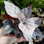 "Βιγόνια" Begonia leaf Bolero Rex