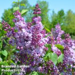 "ΠΑΣΧΑΛΙΑ" Syringa vulgaris 'Michel Buchner' ΑΡΩΜΑ
