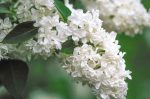 "ΠΑΣΧΑΛΙΑ" Syringa vulgaris 'Mme Lemoine' ΑΡΩΜΑ