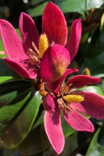 "Μαγνόλια" Magnolia "Stellar Ruby" ΑΡΩΜΑΤΙΚΗ
