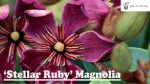 "Μαγνόλια" Magnolia "Stellar Ruby" ΑΡΩΜΑΤΙΚΗ