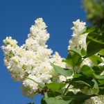 "ΠΑΣΧΑΛΙΑ" Syringa vulgaris 'Mme Lemoine' ΑΡΩΜΑ