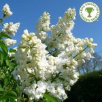 "ΠΑΣΧΑΛΙΑ" Syringa vulgaris 'Mme Lemoine' ΑΡΩΜΑ