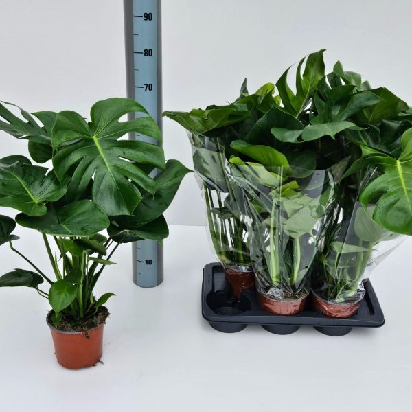 "Μονστέρα" Monstera Deliciosa