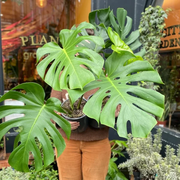"Μονστέρα" Monstera Deliciosa