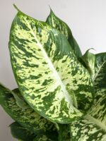 "Ντιφενμπάχια" Dieffenbachia Mars