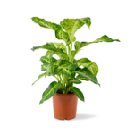 "Ντιφενμπάχια" Dieffenbachia Mars