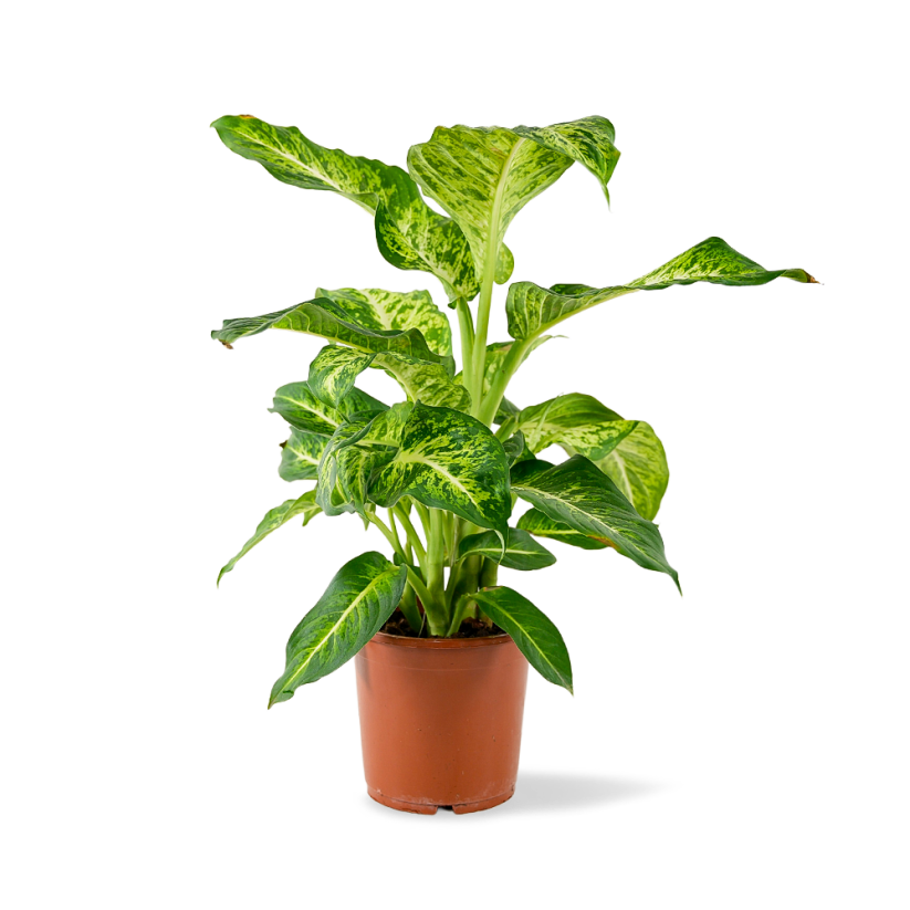 cc493957a41d828f6de4e805e6d2a414-dieffenbachia-mars-17cm-v60cm-01 "Ντιφενμπάχια" Dieffenbachia Mars