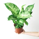 "Ντιφενμπάχια" Dieffenbachia Mars