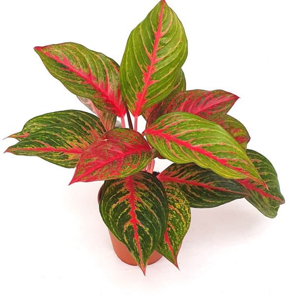 "Αγλαόνημα" Aglaonema Red Emerald
