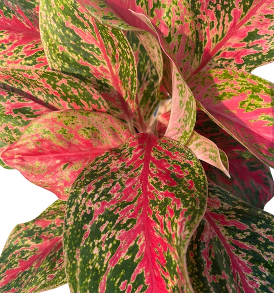 "Αγλαόνημα" Aglaonema Red Emerald