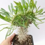 "Παχυπόδιο-Φοίνικας της Μαδαγασκάρης" Pachypodium Lamerei