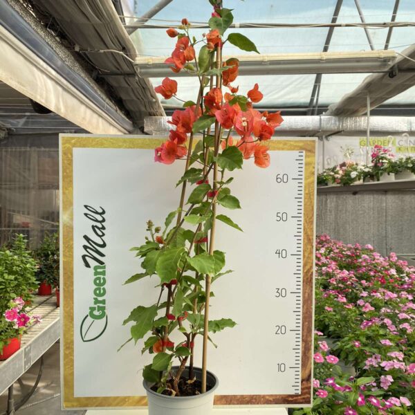 "&Beta;&omicron;&upsilon;&kappa;&alpha;&mu;&beta;ί&lambda;&iota;&alpha;" Bougainvillea Dania Bamboo PIRAMIDE colour Orange