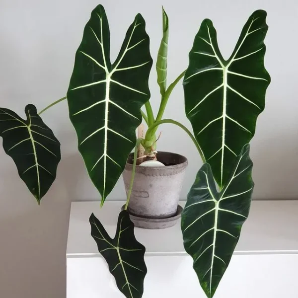 "Αλοκάσια" Alocasia Frydek