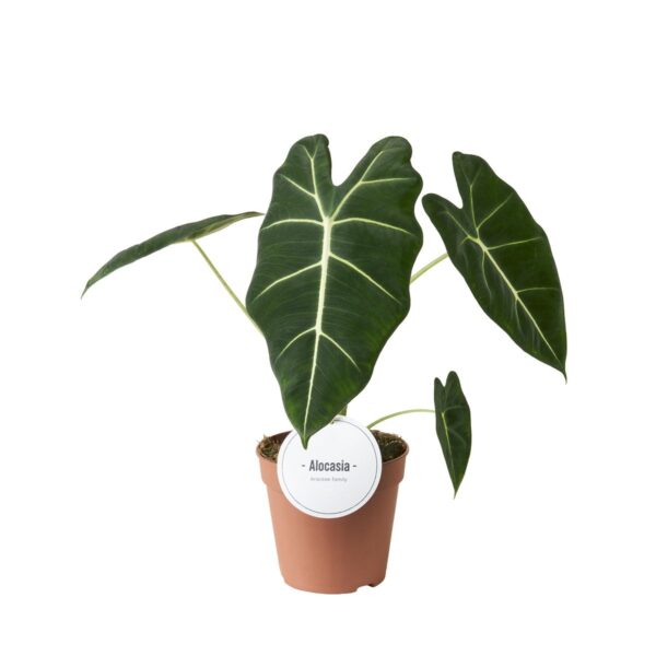 "Αλοκάσια" Alocasia Frydek